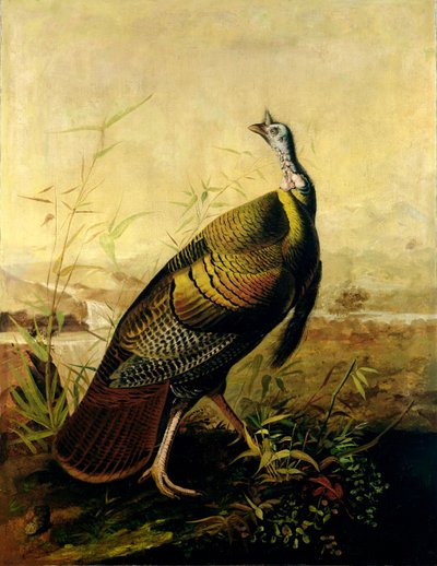 アメリカンワイルドターキーコック 作： John James Audubon